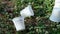Disposable plastic dirty coffee cups discharged waste on grass ground,pollution