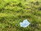 A disposable used covid 19 protective mask lies on the ground, causing pollution