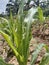 Disruption of young corn due to leaf caterpillars