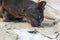 dissatisfied American Burmese cat lies on a torn leather sofa.