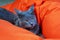 dissatisfied American Burmese cat on an orange chair