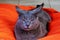 dissatisfied American Burmese cat on an orange chair