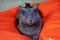 dissatisfied American Burmese cat on an orange chair