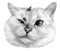 Dissatisfied cat, ladybugs fly around. Monochrome sketch of a cat\\\'s face.