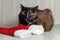 Dissatisfied cat lying near the Christmas hat