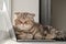 Dissatisfied cat Scottish Fold from lack of attention lay down on the ultrabook and prevents the owner from working with