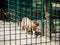 Dissatisfied cougar walking in the cage