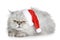 The dissatisfied grey cat in a Christmas hat