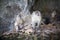 Dissatisfied male and female monkeys are sitting on a stone cliff