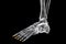 Distal phalanges of the foot, 3D illustration