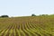 In the distance, a farmer drives a tractor across a corn field growing crops in neat green rows