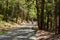 Distant cyclist on a pleasant ride through a heavily wooded greenway, paved path for public access