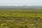 Distant desert dunes in De hoop nature reserve