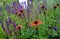 distant glowing conifer with flowers glowing shade of warm red with a mixture of dark orange. The stems reach only about 50cm