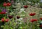 Is a distant glowing conifer with flowers glowing shade of warm red with a mixture of dark orange. The stems reach only about 50cm