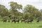 A distant herd of wildebeest in a green clearing