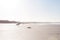 Distant Image Of Person With Surfboard Walking At Beach