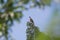 Distant majestic portrait of a wood pigeon on top of an evergreen tree