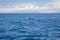 Distant pilot whales swimming in Atlantic Ocean in front of Span