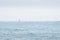 Distant Sailboat, Lake Michigan