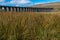 A distant shot through the meadow grass of the sweeping majestic Ribblehead Viaduct stands tall above the Ribble Valley, Yorkshire