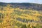 Distant shot of rows of yellow trees in a dense forest under the blue sky