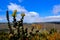 A distant view of the HalemaÊ»umaÊ»u in Volcanoes National park