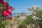 Distant view at Lindos Town and Castle with ancient ruins of the Acropolis on sunny warm day. View framed with flowers white