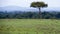 Distant view of one Thompson Gazelle grazing in green grass in a beautiful landscape with one tree