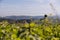 Distant view in the Upper Danube Valley - Austria