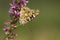 Distelvlinder, Painted Lady, Vanessa cardui