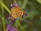 Distelvlinder, Painted Lady, Vanessa cardui