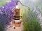 Distilling apparatus alembic with esential oil between of lavender field lines. Illustration of essetial oil