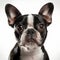 Distinct Facial Features Of A Black And White Boston Terrier