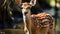Distinct Facial Features Of A Harpia Harpyja Deer In A Brazilian Zoo