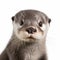 Distinct Facial Features: An Otter\\\'s Encounter With A White Background