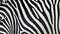 Distinct Zebra Stripes Pattern