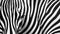 Distinct Zebra Stripes Pattern