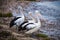 The distinctive black and white feathers of Australian Pelicans