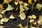 The distinctive fan shaped ginko leaves are lying on the ground