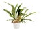 Distinctive flattened fronds of a potted Staghorn fern on white