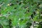 Distinctive green chrysanthemum leaves, as a nature pattern background