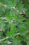 Distinctive green chrysanthemum leaves, as a nature pattern background