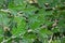 Distinctive green chrysanthemum leaves, as a nature pattern background