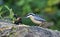 Distinctive nuthatch collecting seeds and nuts