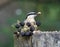 Distinctive nuthatch collecting seeds and nuts