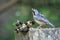 Distinctive nuthatch collecting seeds and nuts