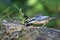 Distinctive nuthatch collecting seeds and nuts