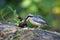 Distinctive nuthatch collecting seeds and nuts