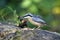 Distinctive nuthatch collecting seeds and nuts